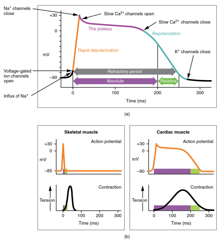 Cardiac Action Potentials Human Physiology