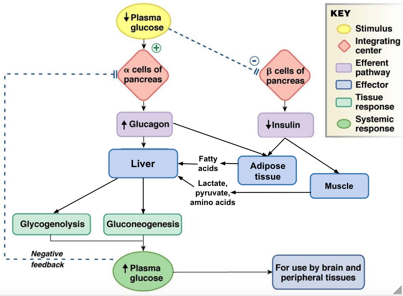 Glucose Regulation Human Physiology