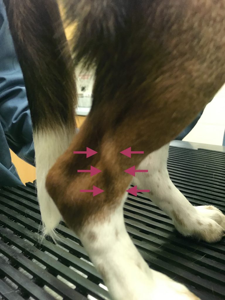 This picture shows the lateral aspect of the hind limb in a dog, where the lateral saphenous vein is visible along the tarsal region.