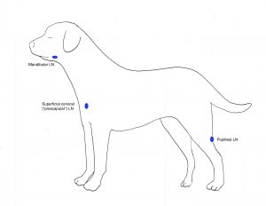 Peripheral Lymph Nodes – Clinical Medicine 1: Small Animal Clinical ...