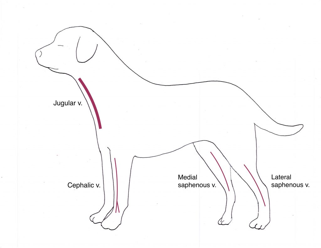 medication-techniques-clinical-medicine-1-small-animal-clinical