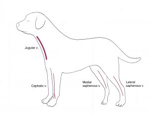 Medication Techniques – Clinical Medicine 1: Small Animal Clinical ...