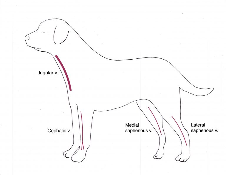 Medication Techniques – Clinical Medicine 1: Small Animal Clinical ...