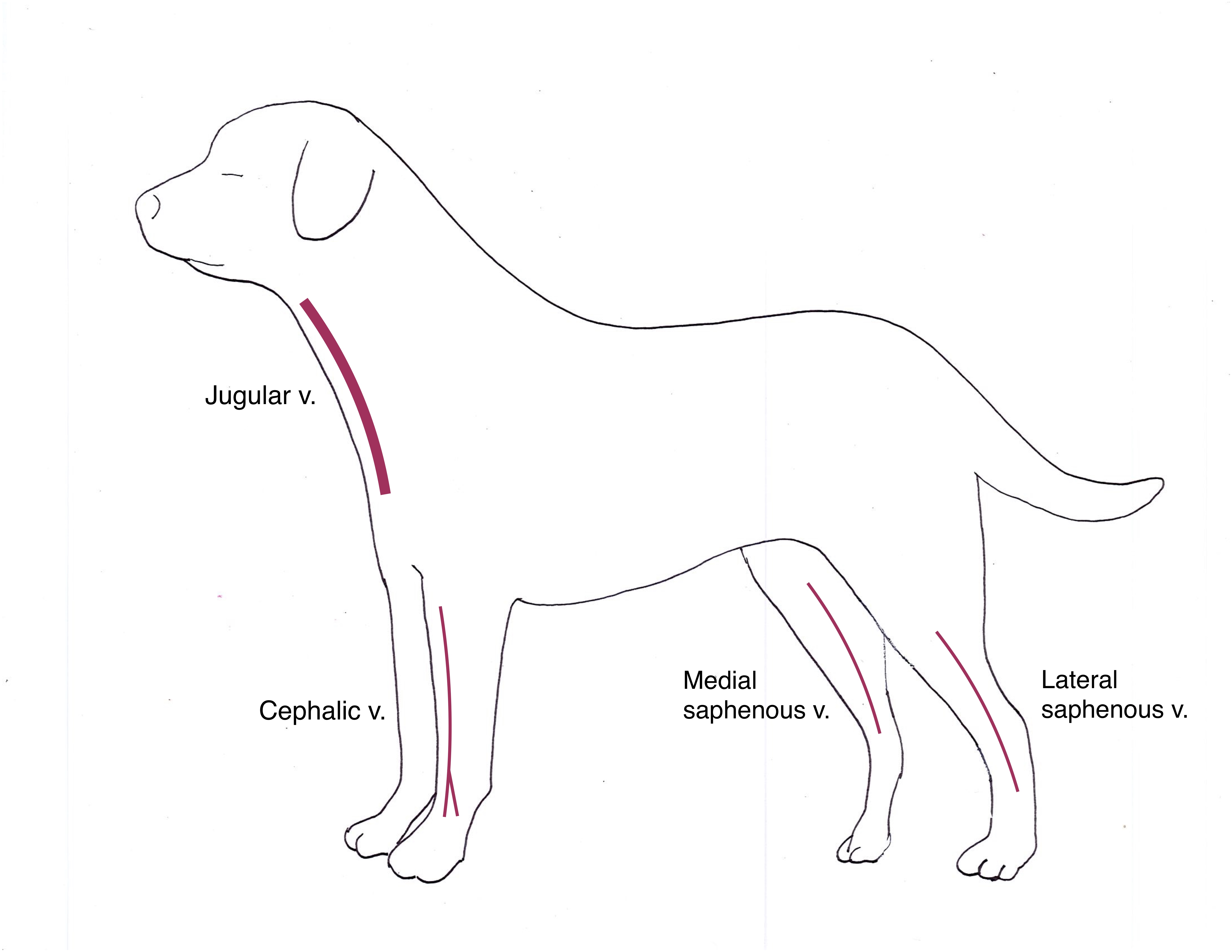 where is the saphenous vein located in a dog