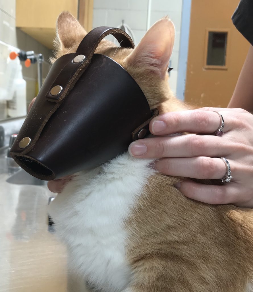 Feline Restraint and Handling Clinical Medicine 1 Small Animal Clinical Skills Textbook