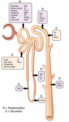 Tubular Reabsorption – Human Physiology