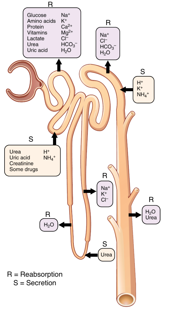 Schematic depicting the location of secretion and reabsorption through the nephron.