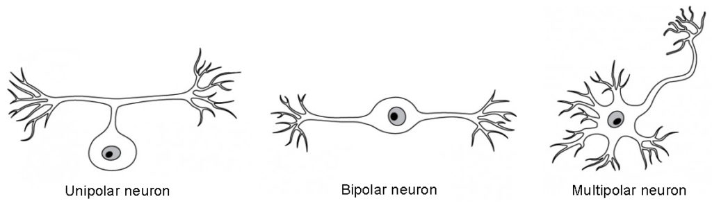 Diagram showing the structure of a unipolar, bipolar, and multipolar neuron.