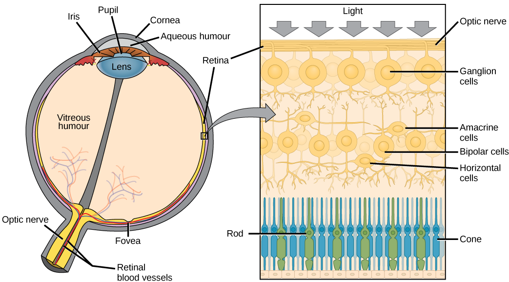 Cross section of the human eye with major parts like the lens, fovea, and optic nerve labelled. To the right, there is a close-up of the different layers of the retina, with the optic nerve situated at the top and the rods and cones situated at the bottom.