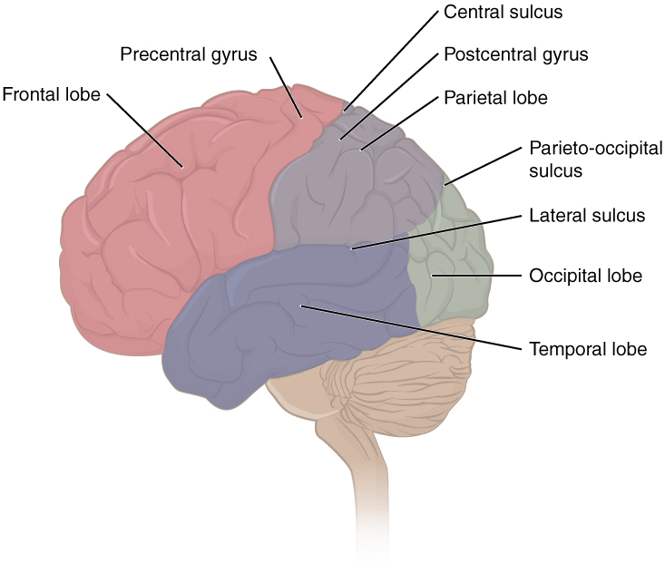 Diagram of the brain, shown from the side. Each lobe of the brain is highlighted in a different colour, and the major sulci and gyri of the brain are labelled.