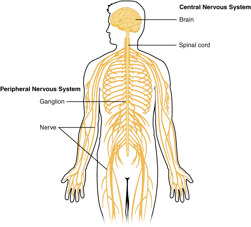 Cartoon cross-section of the human body to demonstrate the location of the central and peripheral nervous systems within the body. Brain, spinal cord, ganglion, and nerves are labelled.