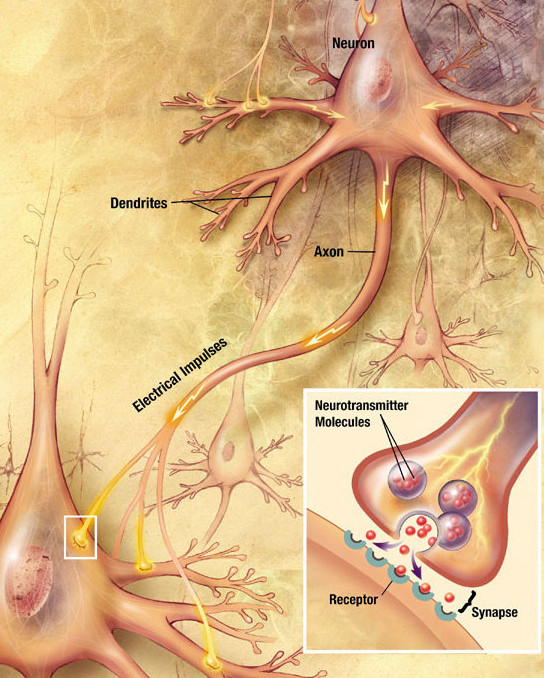 Cartoon image of an electrical impulse travelling down the axon of a presynaptic neuron where it synapses onto a post-synaptic neuron. The bottom right corner shows a close-up of the synapse with neurotransmitters released onto receptors on the post-synaptic neuron.
