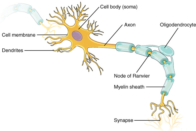 Cartoon diagram of a neuron with the different parts labelled, including the cell membrane, axon, dendrites, and myelin sheath.