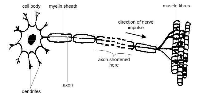 Simple drawing showing how a nerve impulse travels from the cell body of a neuron down the axon to a group of muscle fibres.