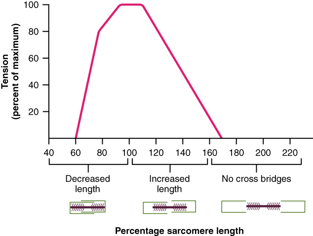 Line graph with percentage sarcomere length on the x axis and tension (percent of maximum) on the y axis. The line increases sharply until the tension reaches 100 and then decreases back to zero in the time frame of 60-170 seconds.