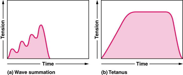 Two graphs with time on the x axis and tension on the y axis showing the difference between wave summation (left side) and tetanus (right side). Wave summation shows a series of peaks that build upon each other, with the last peak ending in a sharp decline back to baseline. Tetanus shows a steady incline which eventually plateaus, before sharply falling back to baseline.