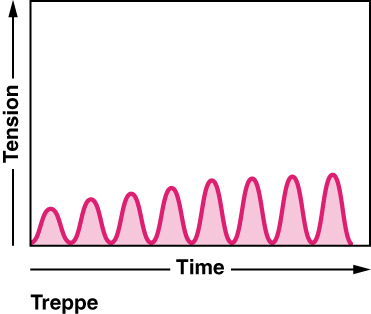 Graph showing the Treppe phenomenon with time on the x axis and tension on the y axis. Shows a series of parabolic peaks that very slowly increase in size across time.