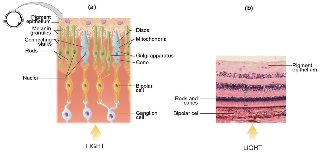Figure A on the left side shows a cartoon cross-section, clearly showing the photoreceptor-bipolar cell-ganglion cell connection. Figure B (right side) shows a photograph of the same cross-section.