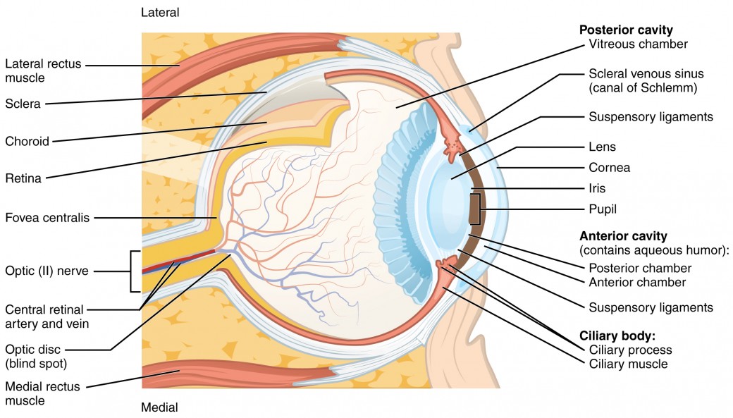 Cartoon cross-section of the eye and surrounding muscles with each part of the eye labelled.