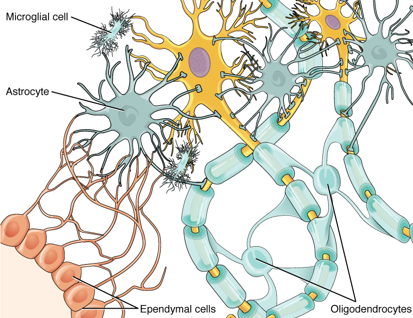 Close-up cartoon diagram of a bundle of glial cells in the CNS. Red ependymal cells are connected to a grey astrocyte. The astrocyte has connections to a microglial cell and oligodendrocytes.