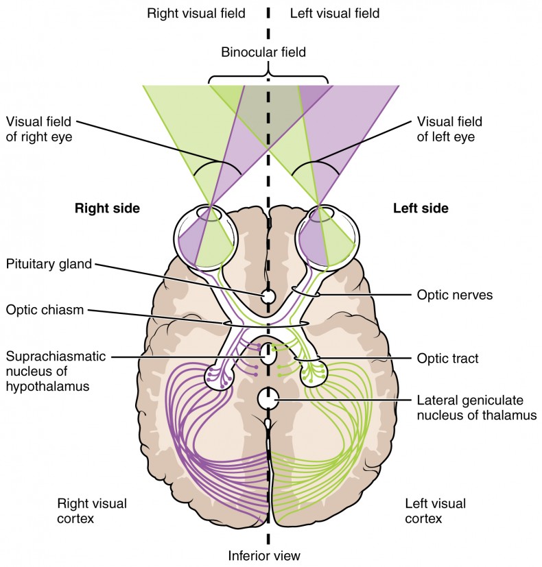 A view from above of a cross-section of the head showing how info from the left and right visual fields enters the eye and travels through the brain to the visual cortex. Major parts of the brain are labelled.