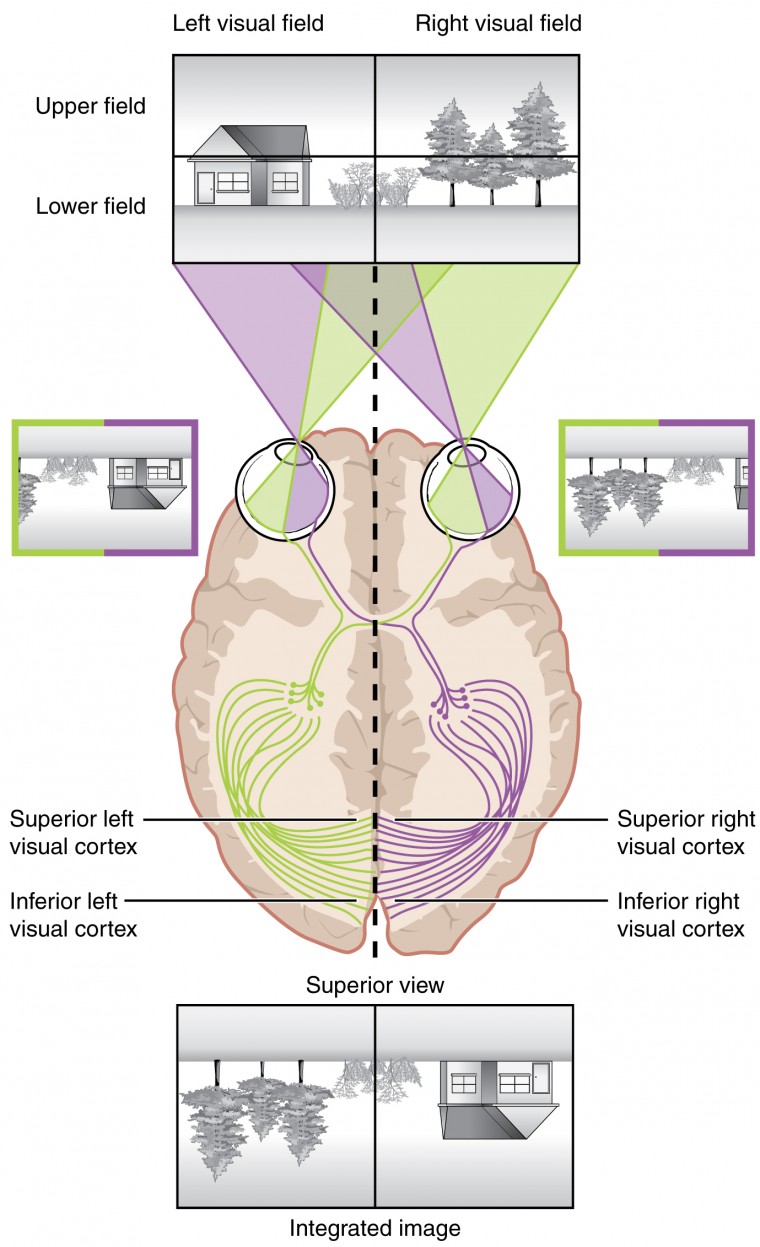 Cross section of the eyes and brain shown from above. Demonstrates how an image of a house in the left visual field and an image of trees in the right visual field are inverted and left-right reversed once the image hits the retina.