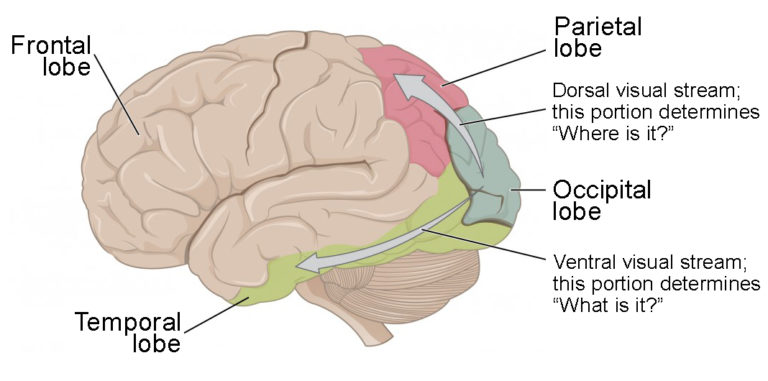 Cartoon diagram of the brain, shown from a side-angle. The frontal, temporal, parietal, and occipital lobes are labelled.