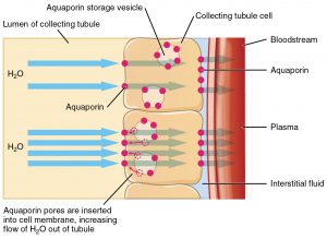 The insertion of aquaporins into the collecting duct, increasing tubular reapsorption.