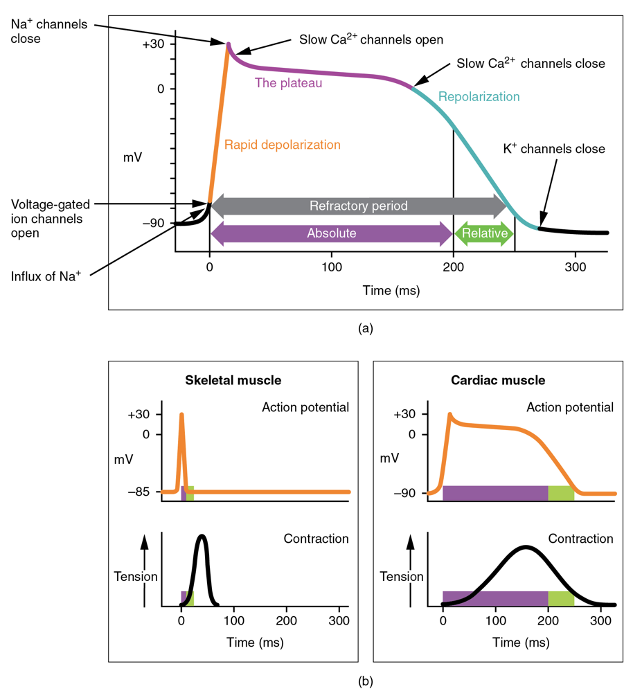 A set of diagrams describing cardiac myocyte action potentials. Top image showcases the profile of a cardiac myocyte over membrane potential and time with the phases of the action potential added to describe the process. Beginning with the influx of sodium ions causing a slow increase in membrane potential until the voltage-gated ion channels up and membrane potential spikes to around positive thirty. This step is referred to as rapid depolarization. Sodium channels close, and slow calcium channels open during the plateau phase. Once the slow calcium channels close, repolarization starts to begin, with the membrane potential returning to a negative value. Finally, the potassium channels close, signaling the end of one cycle of the cardiac myocyte action potential. The bottom left and right images contrast the action potential profiles of a contracting cardiac myocyte against a skeletal muscle cell. The cardiac myocytes present a lengthened action potential profile which is associated with a more extended contraction profile. The skeletal muscle presents as very rapid action potential and contraction profiles.