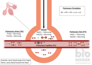 This image demonstrates gas exchange between the capillaries and the alveoli as blood flows from the pulmonary arteries, through the pulmonary capillaries and then the pulmonary as the gasses follow the pressure gradients. Carbon dioxide diffuses into alveoli to be expelled from the lungs and oxygen diffuses into the capillary to travel throughout the body.