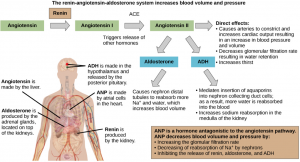 Schematic depicting the renin-angiotensin-aldosterone system.