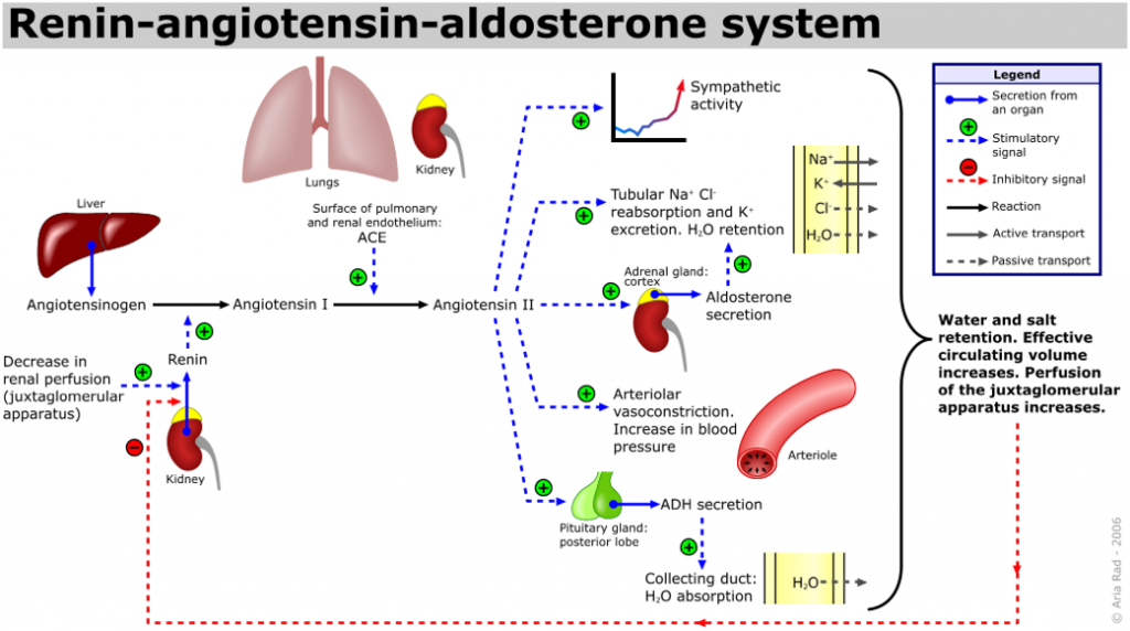 The figure outlines the origination of the renin-angiotensin pathway molecules, as well as effects on target organs and systems.