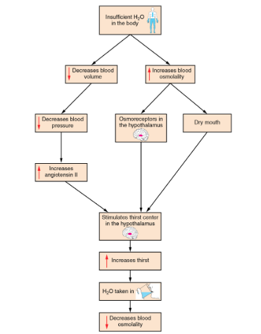 Schematic of the thirst response.