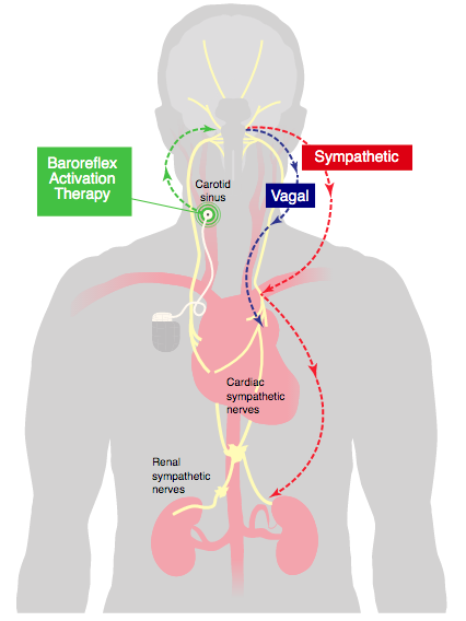 A diagram depicting the nervous innervation from the heart to the central nervous system.