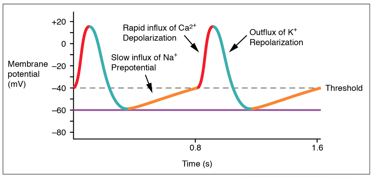 Diagram explaining action potential of a nodal cell. The figure shows the three phases that occur along with each action potential; pre-potential (yellow), depolarization (red), and re-polarization (blue). These phases are illustrated on a graph contrasting time and membrane potential of each of these phases; during pre-potential, the membrane potential is seen to slowly creep up to threshold, during depolarization membrane potential spikes to around positive twenty, and re-polarization causes the membrane potential to drop back to negative sixty. Key events are also labeled throughout the diagram with the slow influx of sodium ions occurring in pre-potential, the rapid influx of calcium ions during depolarization, and the outflux of potassium ions in re-polarization.