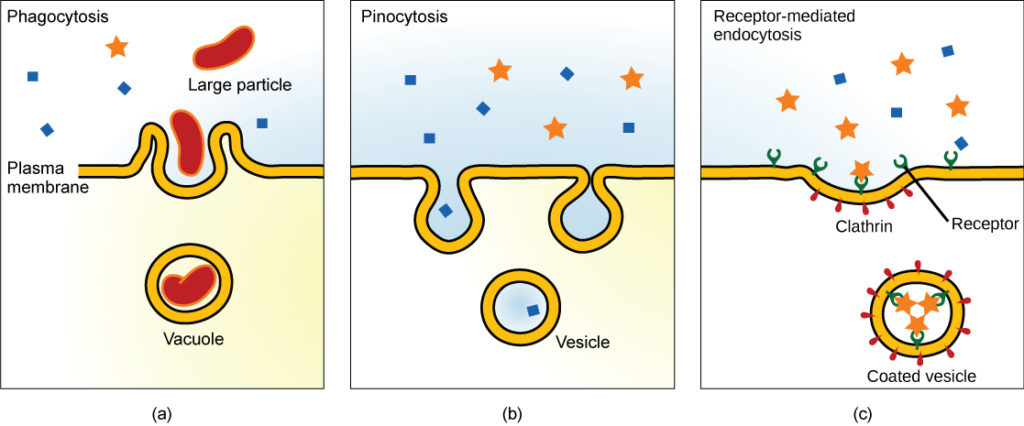 Three consecutive diagrams that demonstrate pinocytosis, phagocytosis and receptor-mediated endocytosis