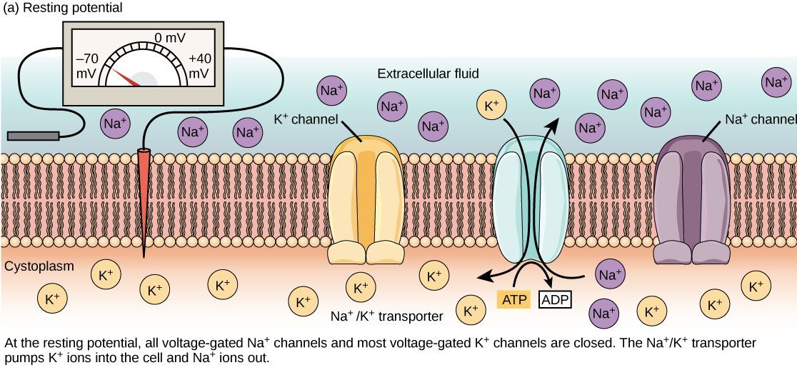 The figure shows a high concentration of sodium ions in the extracellular fluid, and a high concentration of potassium ions in the intracellular fluid. The sodium-potassium pump is spanning the cell membrane, helping to maintain the -70mV resting membrane potential.
