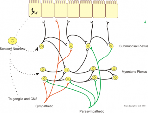 Illustration of neural control of gut wall by sympathetic (red), parasympathetic (green) and the enteric Nervous system