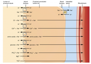 Schematic depicting secretion and reabsorption in the PCT.
