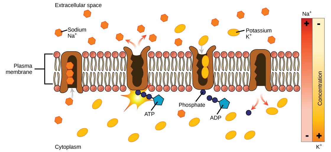 A visual representation of Primary Active Transport moving particles across the membrane creating a concentration gradient.