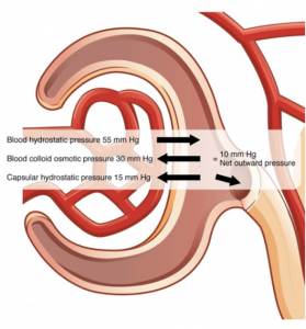 Schematic Depicting the Net Filtration Pressure in the Kidney