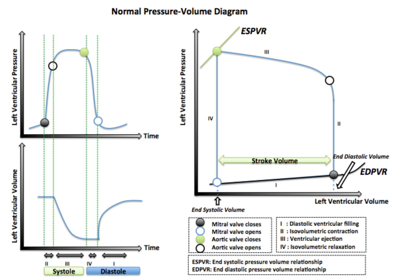 A comparison between the two types of standard Pressure-Volume Diagram. The separated graphs of left ventricle volume and pressure against time and phase of the cardiac cycle are compared to the left ventricle pressure-volume loop. Both illustrations depict the relationship between blood volume and pressure that allows for systole and diastole to occur in each cardiac cycle.