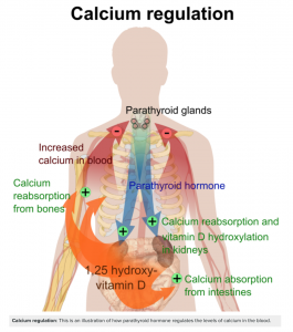 Diagram of calcium regulation