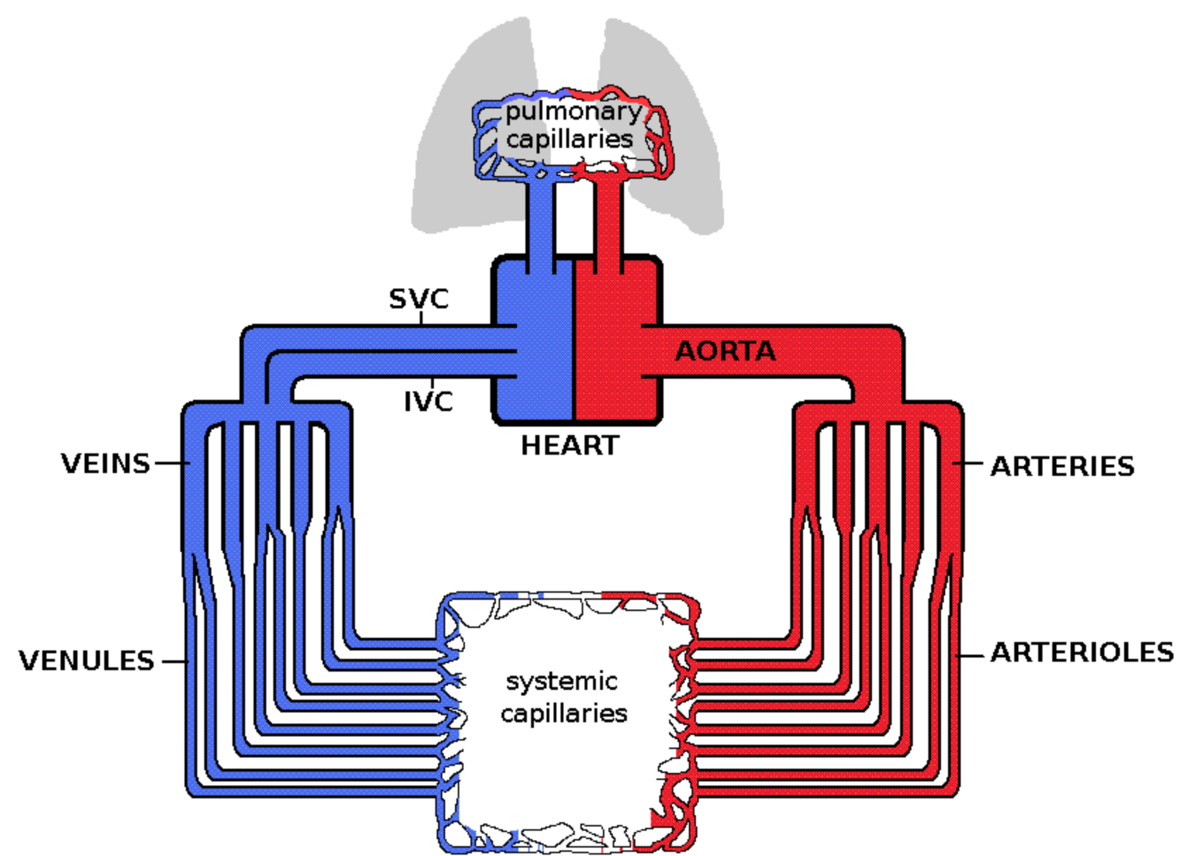 A simplified schematic of the human circulatory system showing the pathway of oxygenated and deoxygenated blood through the systemic and pulmonary capillaries. Oxygenated blood flows from the left heart into the aorta, arteries, and arterioles to the systemic capillaries. Here gas exchange occurs, and deoxygenated blood travels up the venules, veins, and superior and inferior vena cavas to the right heart. From the right heart, the blood is sent to the lungs to become oxygenated by the gas exchange in the pulmonary capillary beds before returning to the left heart.