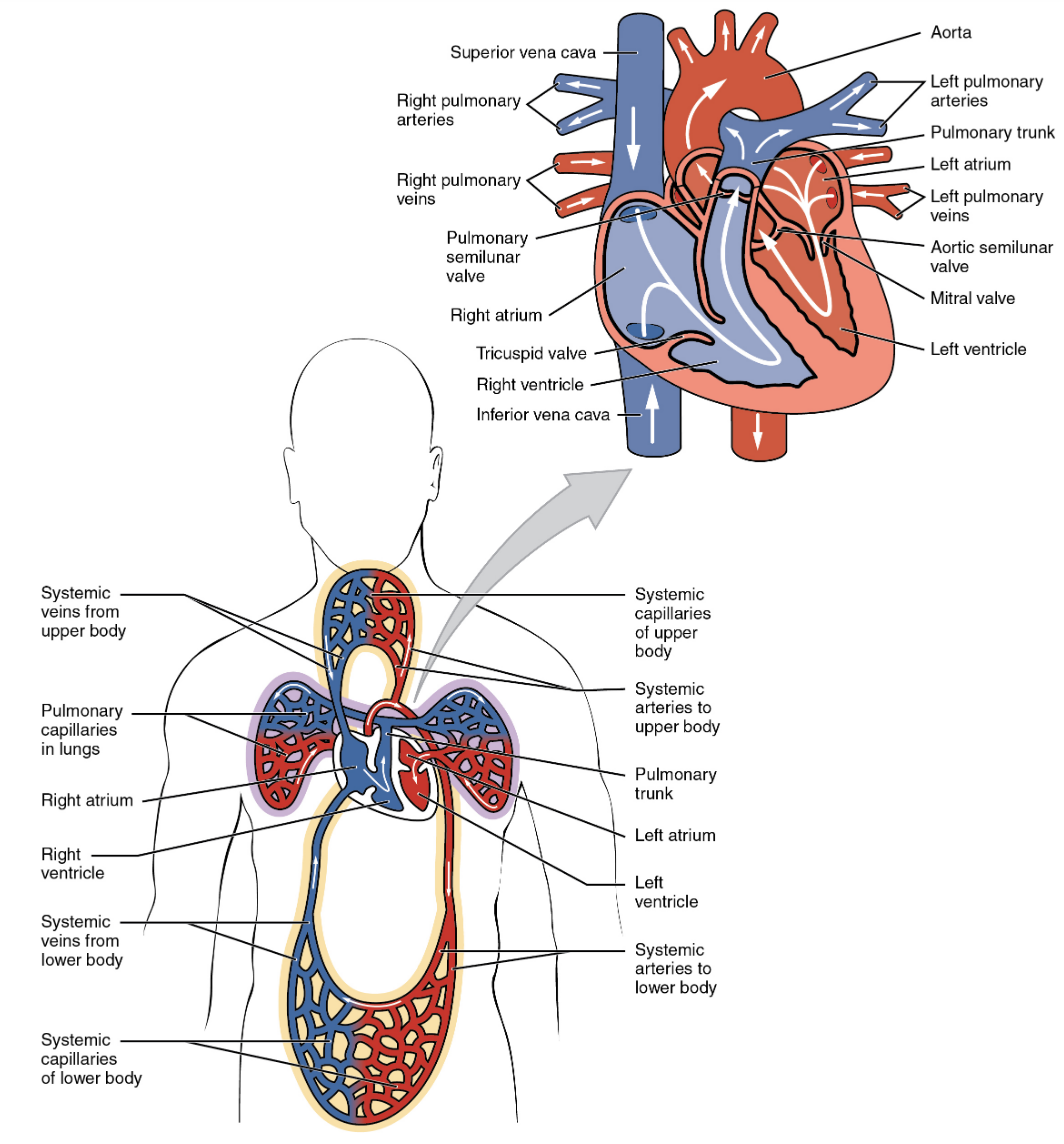 An in-depth schematic of the heart and circulatory system. The bottom left shows an overview of the entire circulatory system, presenting the pathway of blood from the heart into the systemic circulatory system into the capillary beds. The blood then flows from the capillary beds back up to the right heart into the pulmonary circulation. From here, the blood crosses the lungs and returns to the left heart. The upper right photo shows a labeled schematic of the heart. The flow of blood through the chambers is emphasized. Blood enters the right heart from the superior and inferior vena cavas, where it passes through the right atria to the right ventricle. The right ventricle pumps blood to the lungs through the pulmonary arteries, and this blood returns to the left heart through the pulmonary veins. The blood then passes through the left atria to the left ventricle that ejects it to the aorta and into the systemic circulation.