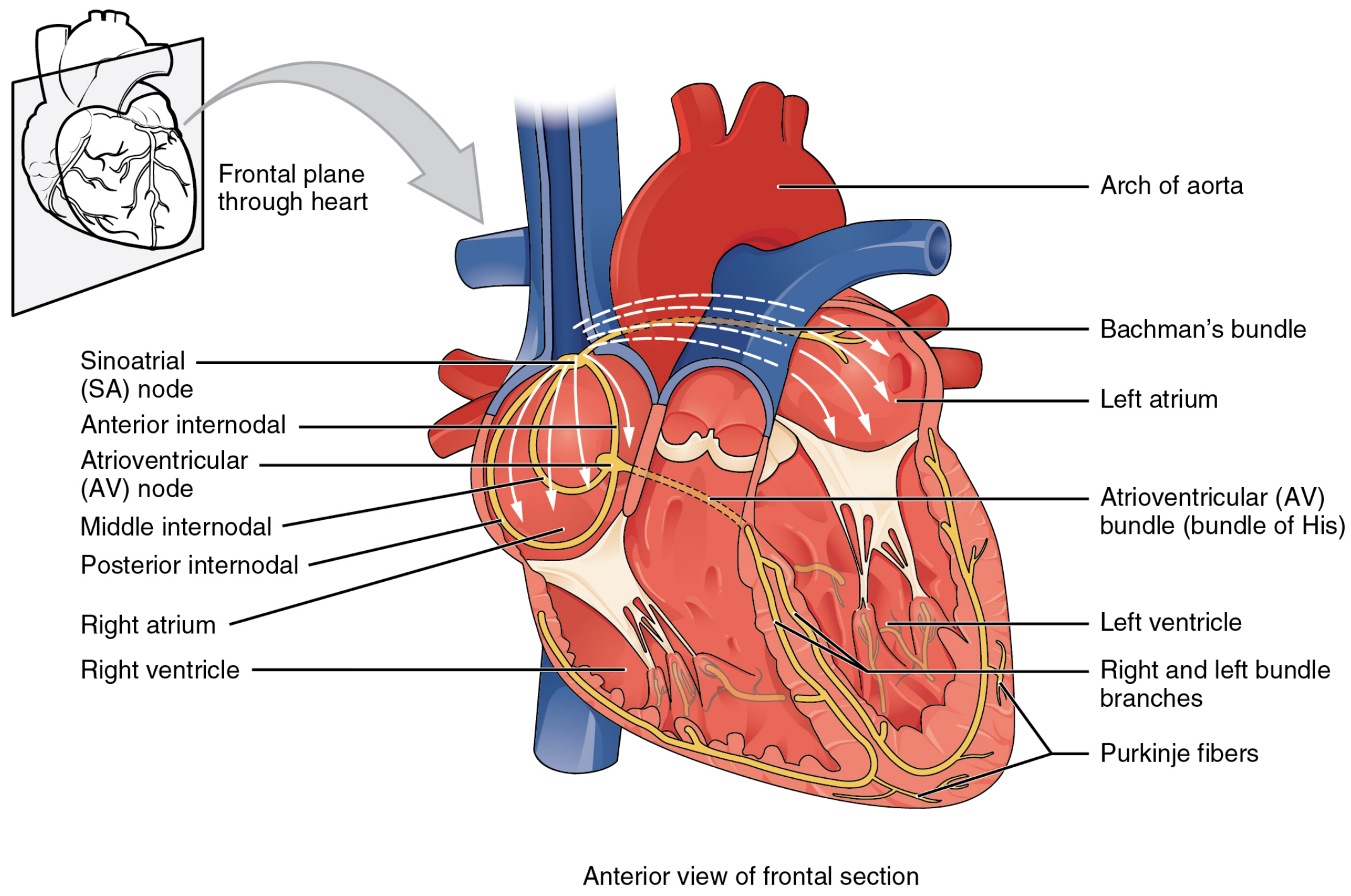 A labeled diagram of the heart illustrated in the frontal plane. The diagram lists the four chambers of the heart; right and left atria and the right and left ventricles. The key structures involved in the electrical conductance of the heart are also labeled. The ordered pathway of depolarization is emphasized; Sinoatrial node, Atrioventricular node, Bundle of His, and the Purkinje Fibers.