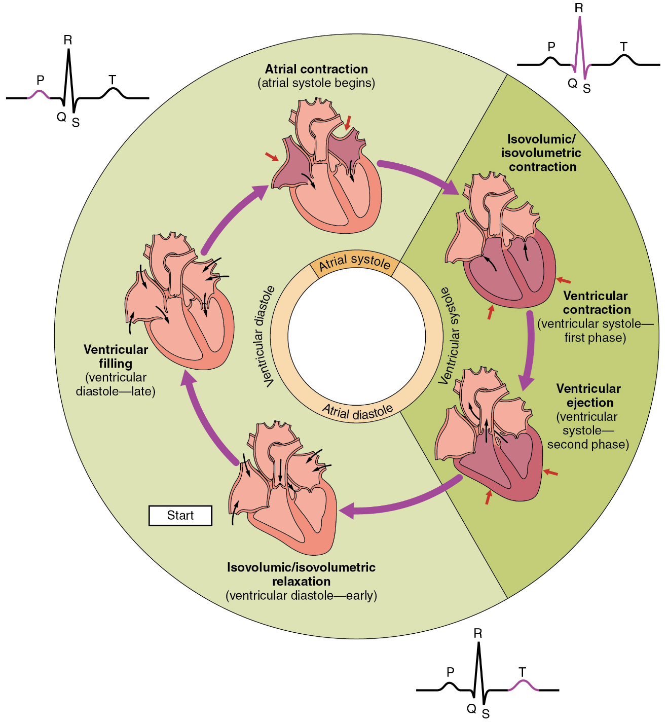Diagram showing the series of events in the cardiac cycle relating them to the phases of contraction and the PQRST wave
