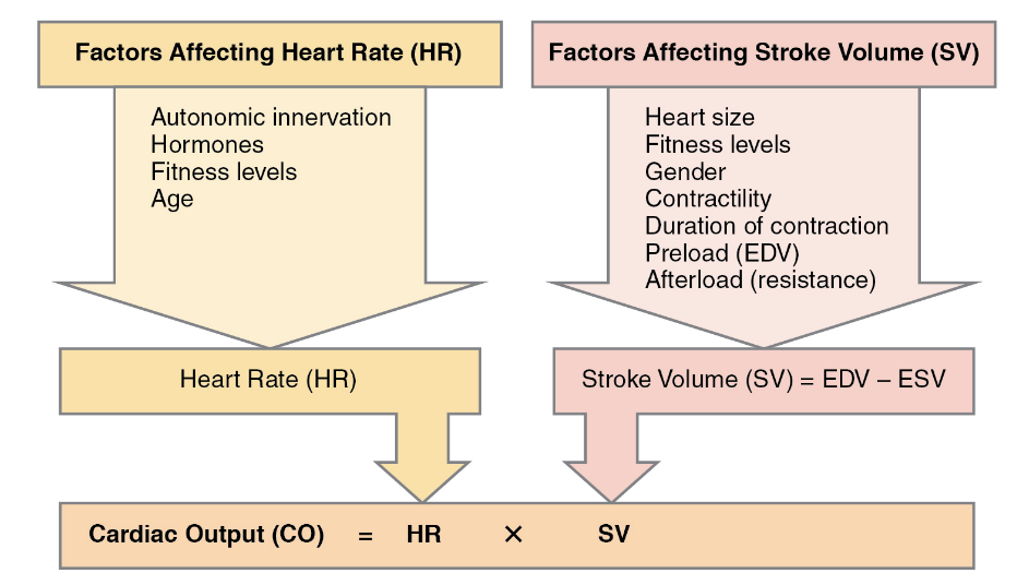 Flow chart representing how cardiac output is a function of heart rate and stroke volume. This relationship means that the factors that fluctuate heart rate and stroke volume will impact cardiac output. Factors such as autonomic innervation, hormones, fitness levels, and age will impact heart rate and therefore impact cardiac output. Factors such as heart size, fitness levels, gender, contractility, duration of contraction, preload, and afterload will affect stroke volume and impact cardiac output.