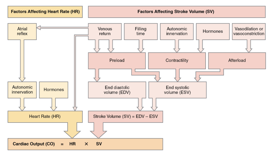 An in-depth flow chart describing cardiac output as a function of heart rate and stroke volume. Due to this relationship, the factors that affect heart rate and stroke volume will influence cardiac output. Heart rate can be influenced by atrial reflex and autonomic innervation or hormones. Stroke volume is the subtracted difference of end-systolic volume from end-diastolic volume. End diastolic volume and end-systolic volumes can be influenced by preload, contractility, and afterload, influencing stroke volume. All these factors that affect heart rate and stroke volume will, in turn, influence the resulting cardiac output.