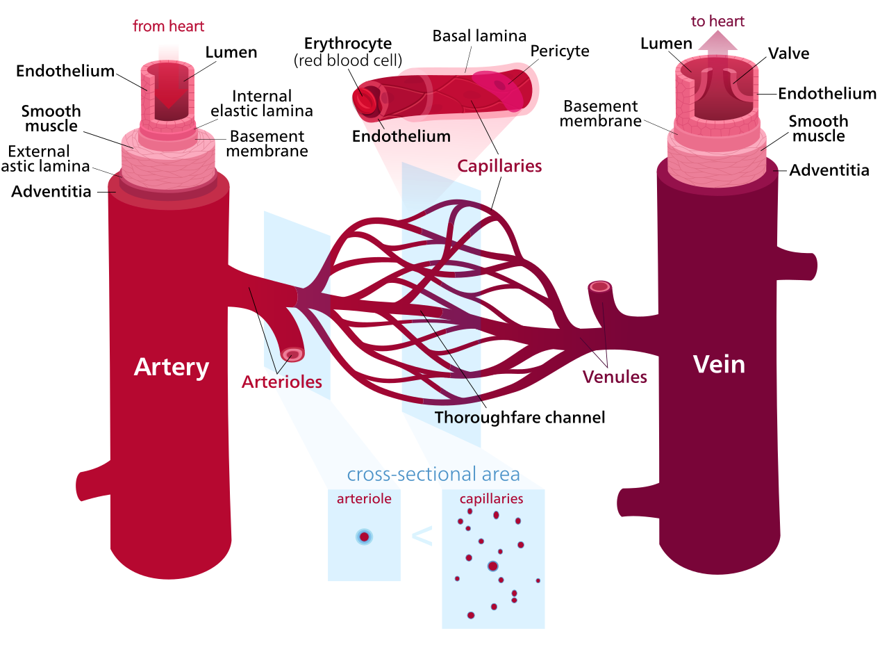 An in-depth schematic showing vascular system components and layers of tissue. Illustration facilitates the comparison of the structural variation of the vascular found in the circulatory system. The multiple layers of the arteries are clearly labeled and include; the adventitia, smooth muscle, basement membrane, and endothelium. The labeled layers of the capillaries include; the basal lamina and endothelium. Finally, the labeled layers of the veins include; the adventitia, smooth muscle, basement membrane, and endothelium.